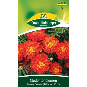 Quedlinburger Studentenblume 'Bonita Carmen' mit rotbraunen Blüten für Beet und Balkon.