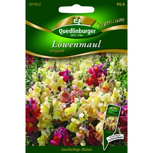 Samenpackung Quedlinburger Löwenmaul 'Striped' mit zweifarbigen Blüten.