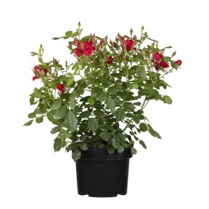 Duftrose Rot im Topf: Rosa Hybride mit roten Blüten und grünen Blättern.