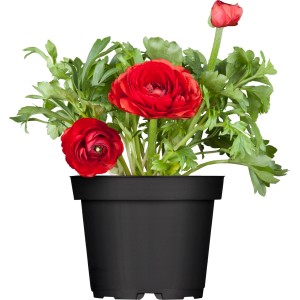 Rote Ranunkel im Topf, eine farbenfrohe Frühjahrsbepflanzung für Balkon und Garten.