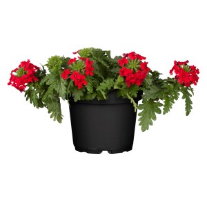 Verbene (Verbena hybride) im Topf, rote Blüten, grüne Blätter. Stehpflanze für Balkon und Garten.