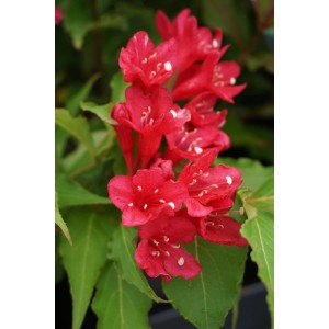 Leuchtend rote Weigelie 'Red Prince' mit grünen Blättern, Detailaufnahme.