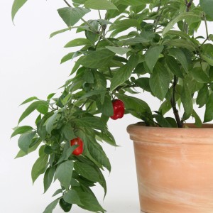 Blu Baum-Chili im Topf (Ø 12cm) mit grünen Blättern und roten Chilis.
