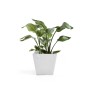 Ecopots Rotterdam Pflanztopf, weiß, 30x26 cm, mit grüner Pflanze.