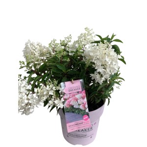 GROW by OBI Rispenhortensie "Groundbreaker" H ca. 30-40 cm Topf ca.5 l Hydrangea