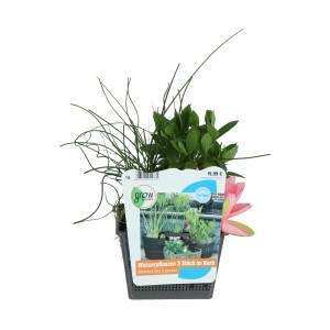 Wasserpflanzen Mix im Korb Topf 18 cm x 18 cm
