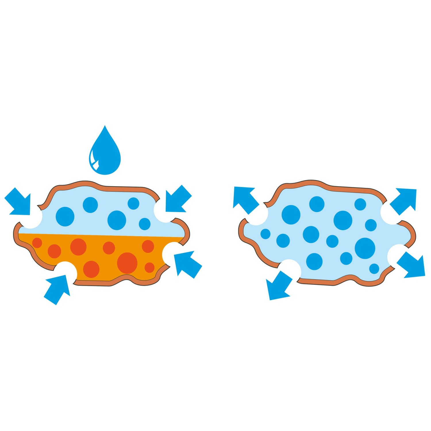 Illustration: Seramis Spezial-Substrat für Palmen mit Wasseraufnahme und -abgabe durch blaue Pfeile.