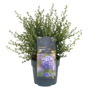 Kalifornischer Flieder "Puget Blue" H.20-30 cm Topf 2,3 l Ceanothus thyrsiflorus