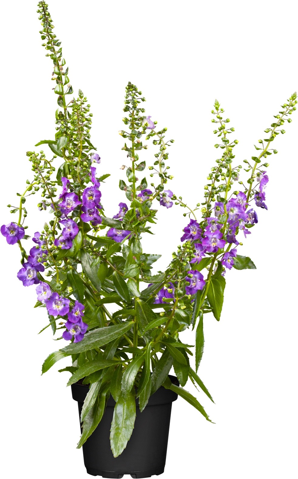 GROW by OBI Engelsgesicht TopfØ ca. 12 cm Angelonia angustifolia