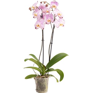 GROW by OBI Schmetterlingsorchidee "Magic Art" ca. 60 -70 cm Topf-Ø ca. 12 cm