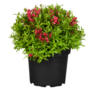 Weigelie Picobella Rosso im Topf: Kompakte Weigelie mit roten Blüten und grünen Blättern.