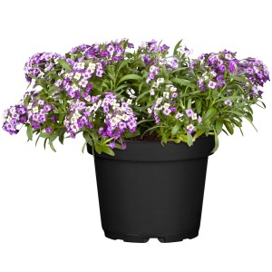 Steinkraut "Tropika" Höhe ca. 10 - 20 cm Topf-Ø ca. 12 cm Lobularia maritima