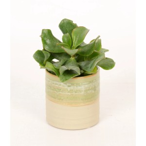 Kleine grüne Sukkulente im Keramiktopf (Ø 6cm) für Innenräume.