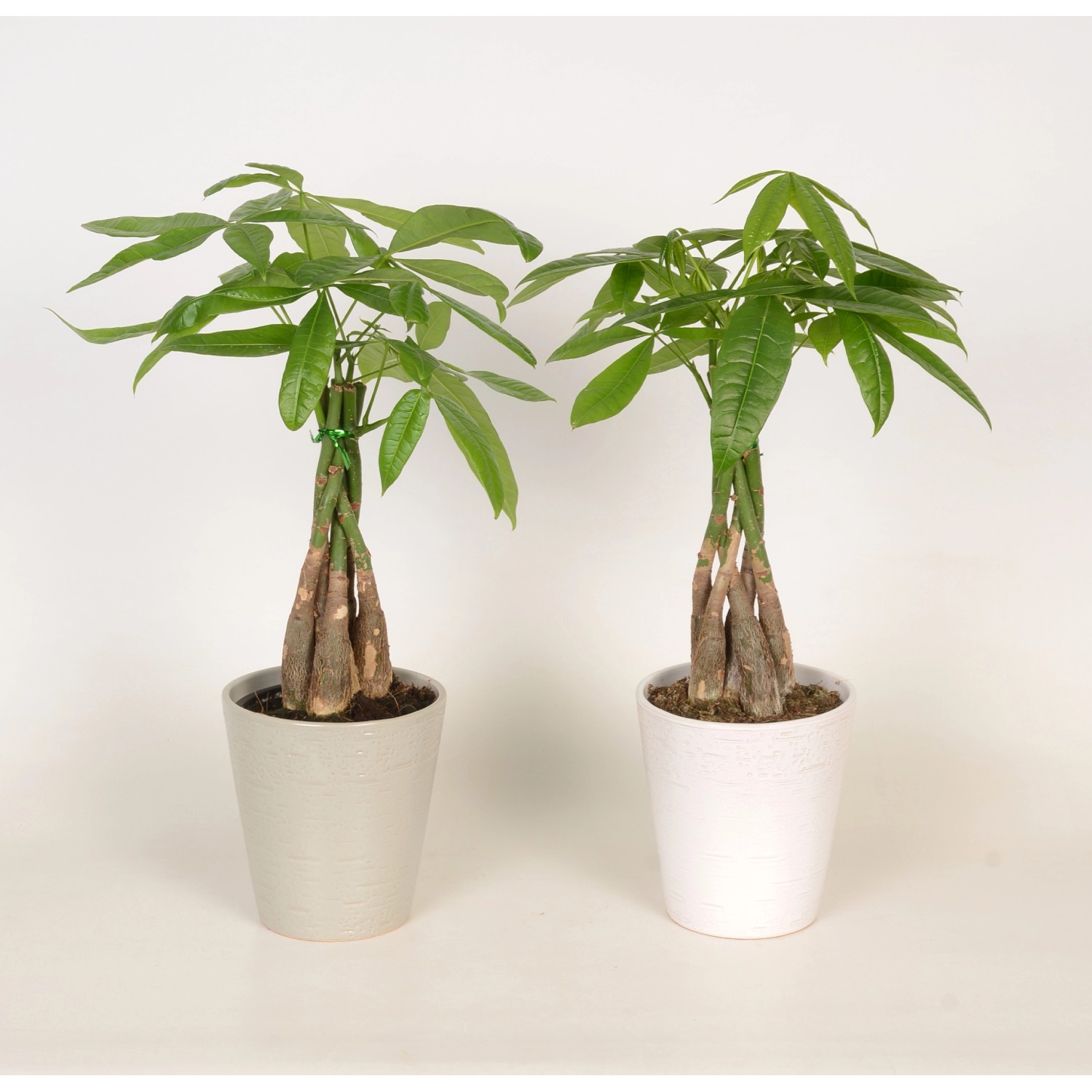 Glückskastanie mit geflochtenem Stamm in Keramik TopfØ ca. 12 cm kaufen bei OBI