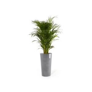 Hoher, grauer Ecopots Pflanztopf Amsterdam Extrahoch mit grüner Pflanze, ideal für Innen- und Außenbereich.