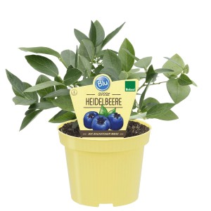 Blu Heidelbeere im gelben Topf, ca. 12 cm. Kompakt wachsend, ideal für Kübel und Garten.
