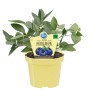 Blu Heidelbeere im gelben Topf, ca. 12 cm. Kompakt wachsend, ideal für Kübel und Garten.
