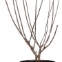 Rispenhortensie 'Switch' im Topf, ca. 50-60 cm hoch, ohne Blätter.