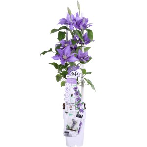 Waldrebe "Olympia" Höhe ca. 65 cm Topf ca. 2 l Clematis