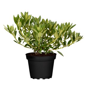 Rhododendron Bloombux Rosa im Topf, ca. 5-10 cm hoch. Kompakter Zierstrauch für Garten & Kübel.