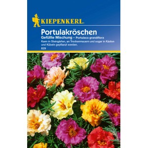 Mehrfarbige, gefüllte Portulakröschen-Mischung von Kiepenkerl. Blumensamen für Beet, Kübel und Steingärten.