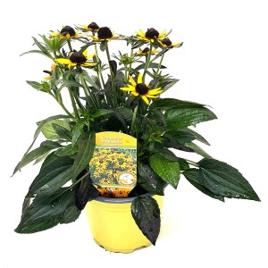 Prächtiger Sonnenhut Rudbeckia Little Goldstar im gelben Topf, ca. 35 cm hoch.