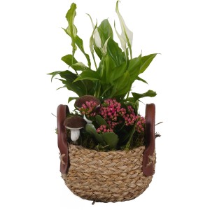 Herbstliches Zimmerpflanzen-Arrangement mit Kalanchoe und Einblatt im Henkelkorb.