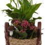 Herbstliches Zimmerpflanzen-Arrangement mit Kalanchoe und Einblatt im Henkelkorb.