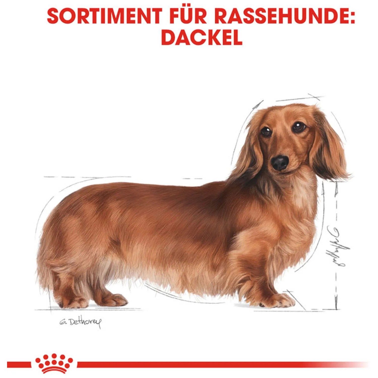 Royal Canin Dachshund Adult Hundefutter Trocken fr Dackel 1,5 kg kaufen  bei OBI