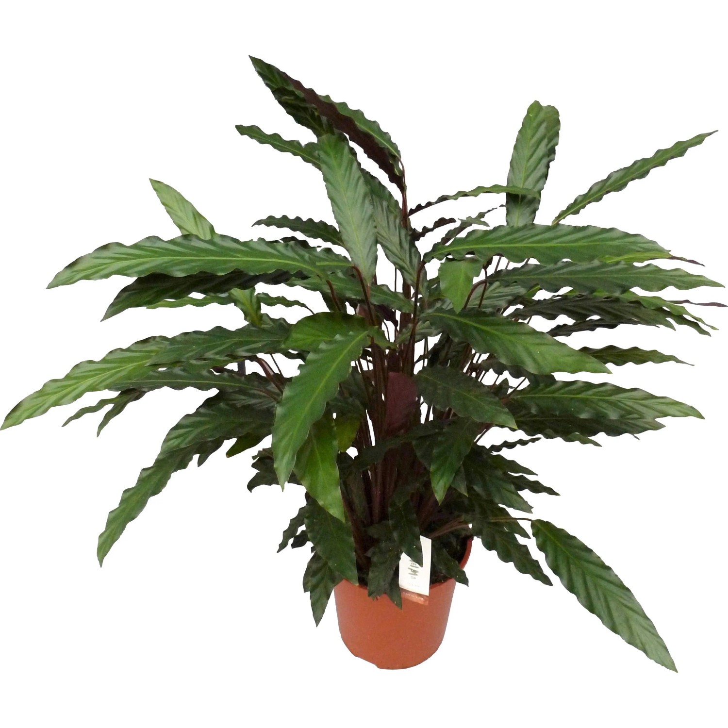 Calathea kaufen bei OBI