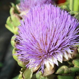 Nahaufnahme einer blühenden Gemüse-Artischocke mit purpurroten Blüten im Topf.