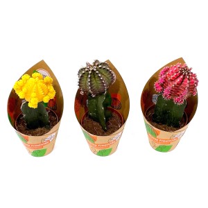 Drei veredelte GROW by OBI Gymnocalicium Kakteen in Gelb, Grau und Pink im Topf.