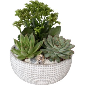 Sukkulenten-Arrangement im grauen Beton-Topf (Ø 20cm) mit Echeverien und Kalanchoe.