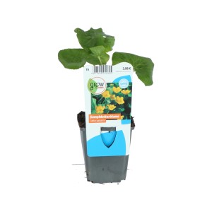Sumpfdotterblume Gelb Topf-Ø ca. 9 cm Caltha palustris