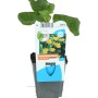 Sumpfdotterblume im Topf, gelbe Blüten und grüne Blätter. Frühblühende Teichpflanze.