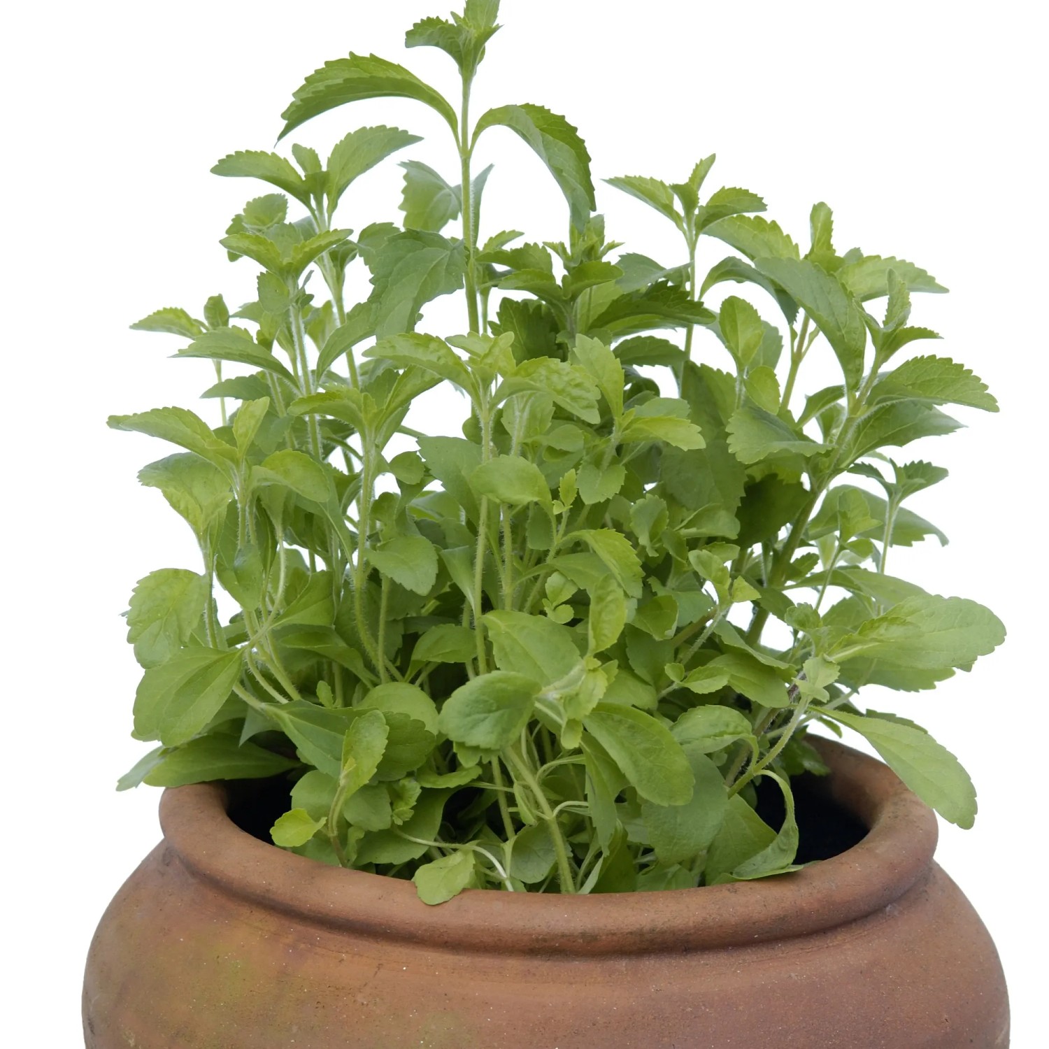 Blu Bio-Skraut Stevia Topf- ca. 12 cm Stevia kaufen bei OBI