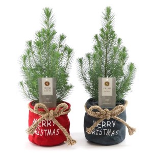 Pinie im Stoff-Gefäß Farbenauswahl Topf-Ø ca. 17 cm Pinus pinea