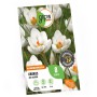 Verpackung mit 8 weißen Krokus Ard Schenk Blumenzwiebeln von GROW by OBI. Blühen im Frühjahr.