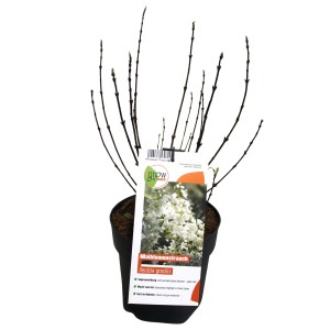 GROW by OBI Maiblumenstrauch (Deutzia gracilis) im Topf, ca. 40 cm hoch.