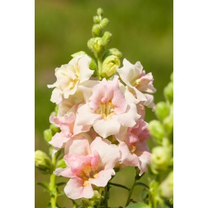 Löwenmäulchen (Antirrhinum majus) im Topf, rosa-weiße Blüten, sonniger Standort.