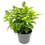 GROW by OBI Stauden-Phlox (Phlox paniculata), ca. 32 cm hoch, im Topf.