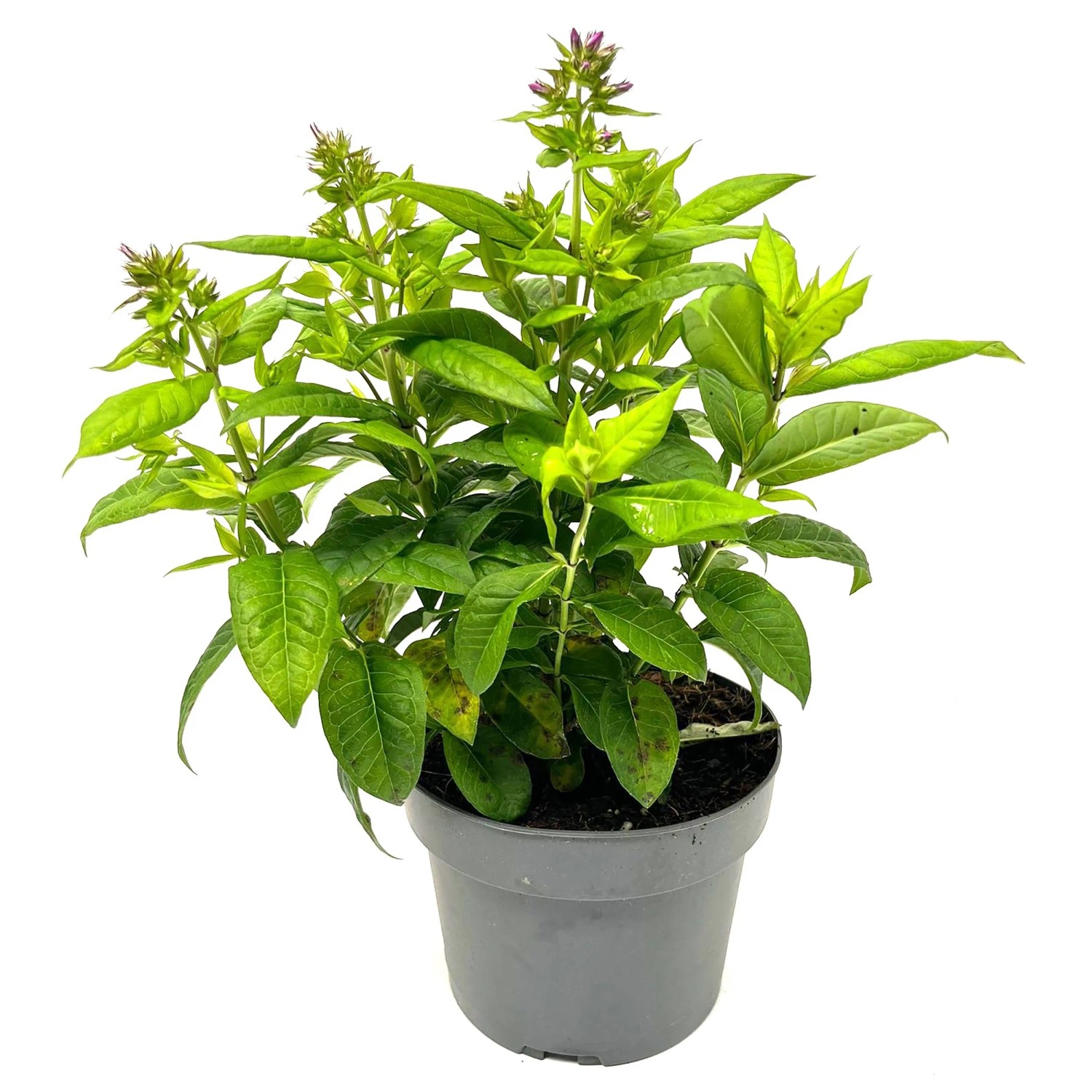 GROW by OBI Stauden-Phlox (Phlox paniculata), ca. 32 cm hoch, im Topf.