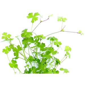 Dennerle Aquariumpflanze Hydrocotyle cf. Tripartita mit kleinen, grünen Blättern.