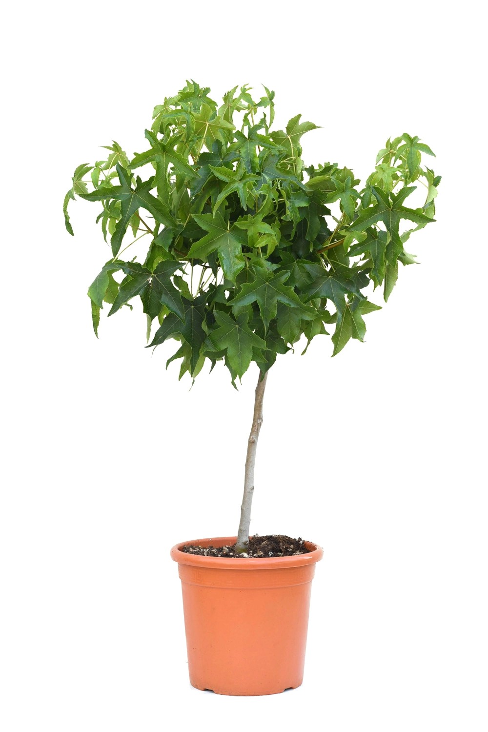 GROW by OBI Amberbaum Kugel Ministamm Topf ca. 9 l Liquidambar
