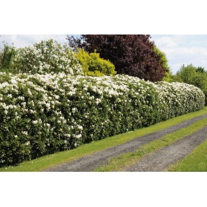 GROW by OBI Rhododendron "Cunninghams White" Weiß Höhe ca. 20-30 cm Topf ca. 5 l
