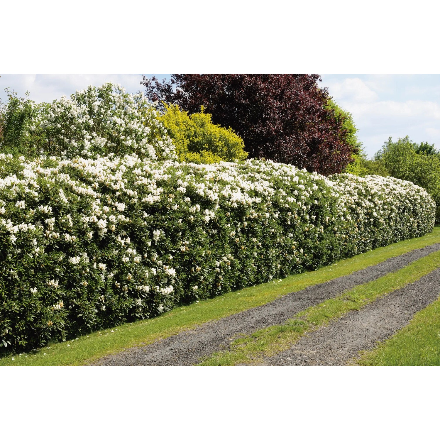 taxus preis Gemeine Eibe (Taxus baccata) online kaufen bei HS Baum
