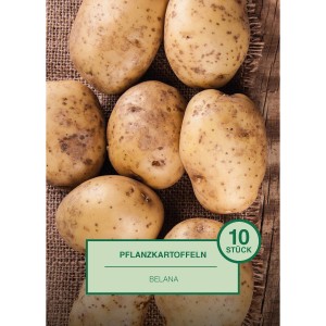 Pflanzkartoffeln Belana, 10 Stück, vor einem rustikalen Hintergrund.