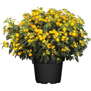 Gelbes Wandelröschen im Topf, zweifarbige Blüten, ca. 17cm Topf-Ø, Stehpflanze für Beet und Kübel.