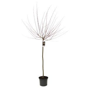 Harlekinweide 'Hakuro Nishiki' auf Stamm im Topf, ca. 60-80 cm hoch.