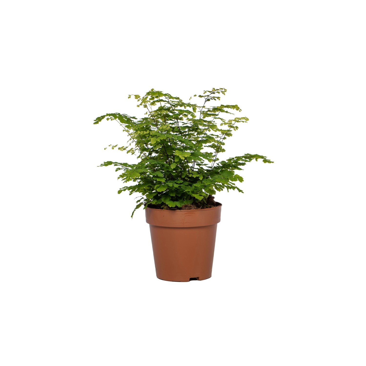 GROW by OBI Frauenhaarfarn "Fritz Luthi" Topf- ca. 12 cm Adiantum  raddianum kaufen bei OBI